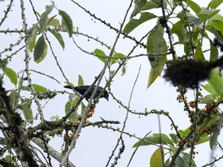 Black vulture group, Coragyps atratus, on the Mindo, Ecuador