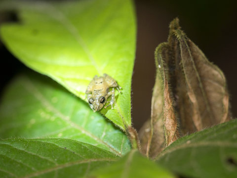 Tiny tropical frog on leaf, Mindo, Ecuador