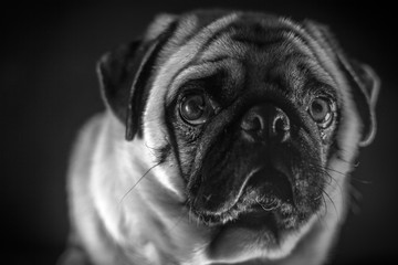 Cachorro Pug Triste PB