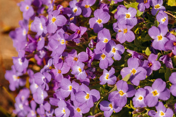 Aubrieta flowers flowerbed in a garden