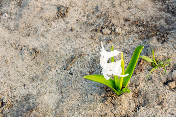 Hyacinth flower in early spring