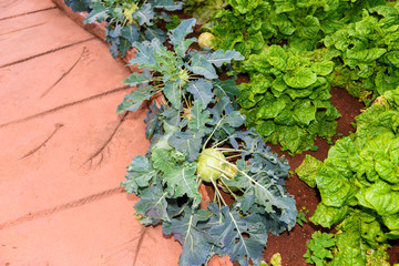 Vegetable garden Herbs, and vegetables in backyard formal garden