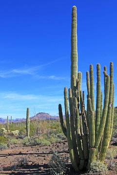 Organ Pipe, Saguaro and Ocotillo cactuses in Organ Pipe Cactus National Monument, Ajo, Arizona, USA © reisegraf