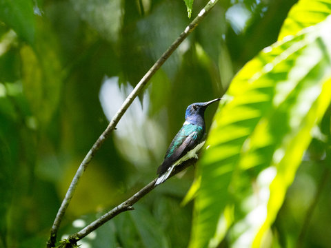 Male Buff-Winged Starfrontlet, Coeligena lutetiae, Mindo, Ecuador