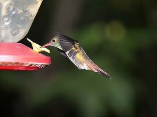 A green and white hummingbird,Andean Emerald, perching on a leafy branch in Mindo,  Ecuador.