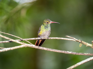 Fototapeta na wymiar A green and white hummingbird,Andean Emerald, perching on a leafy branch in Mindo, Ecuador.