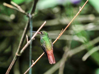 A green and white hummingbird,Andean Emerald, perching on a leafy branch in Mindo,  Ecuador.