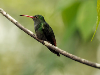 A green and white hummingbird,Andean Emerald, perching on a leafy branch in Mindo,  Ecuador.