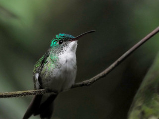A green and white hummingbird,Andean Emerald, perching on a leafy branch in Mindo,  Ecuador.