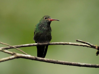 A green and white hummingbird,Andean Emerald, perching on a leafy branch in Mindo,  Ecuador.