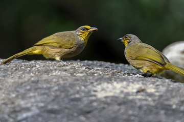 Pair of Stripe-throated Bulbul or Pycnonotus finlaysoni with prey , Thailand