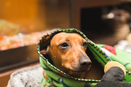 Dachshund Wrapped in Blanket