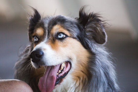 Collie Dog with Bright Blue Eyes