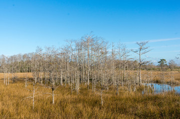 Autumn in the cypress marsh