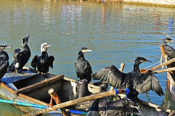 Cormorants in water