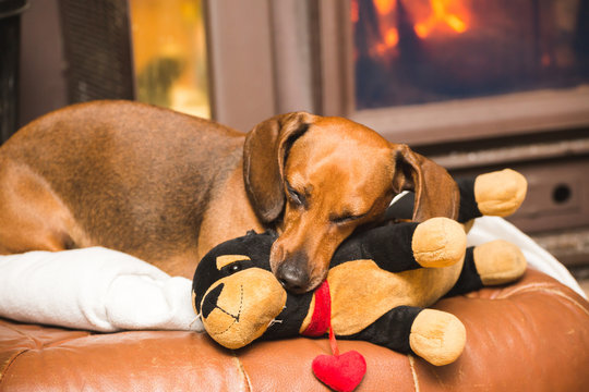 Dachshund Dog Relaxing with Stuffed Toy