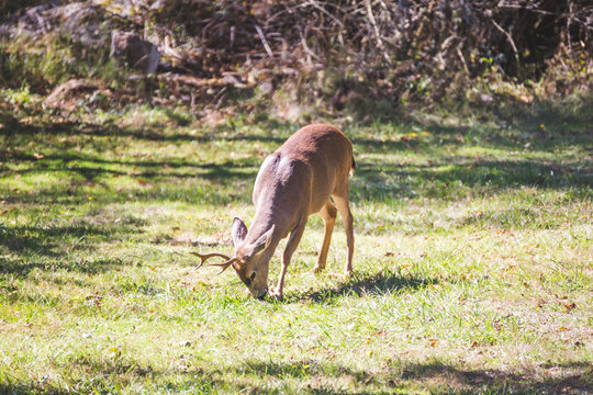 Male Deer or  Buck Feeding in Grass