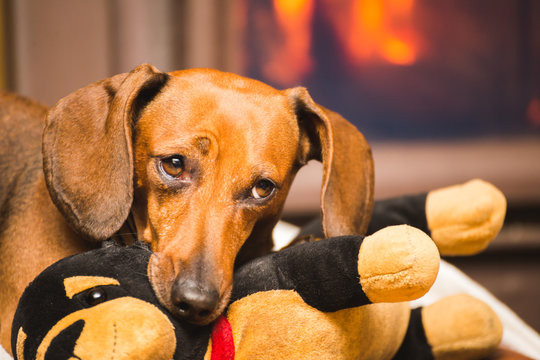 Dachshund Dog Chewing on Stuffed Toy