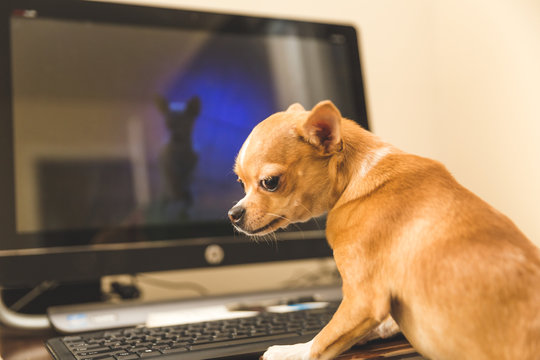 Chihuahua on a Computer