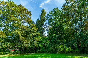 Sky and trees in park