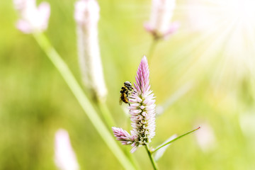 grass flower at sunset with mountain scenery background in green nature,yellow flower grass impact sunlight