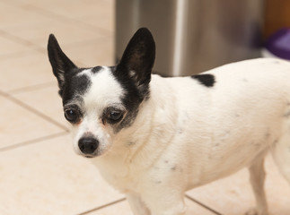 Old White and Black Chihuahua