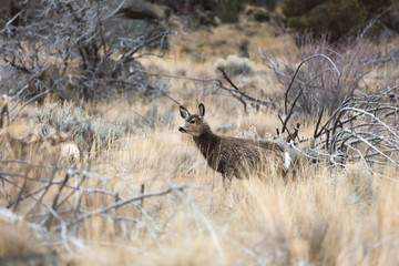 Deer in Desert Landscape