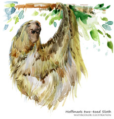 Watercolor sloth illustration. tropical animal