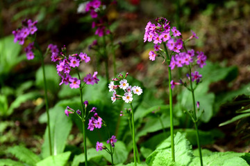 ひっそりと咲くクリンソウ