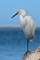 Snowy Egret