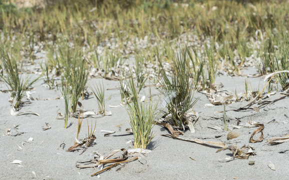Close-up of the Prickly Drop-seed, Sporobolus pungens. It is a species in the grass family, characteristic of sandy soils. Photo taken in Santa Pola, Alicante, Spain