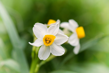 Narcissus flower, white © Vastram