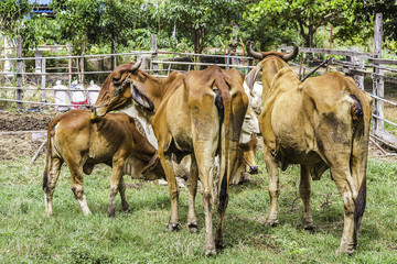 Close Up Portrait of white and brown cow and animal red calf child in green background. cows standing on the ground with farm agriculture. traditional cow in asia, cow resting, selective focus