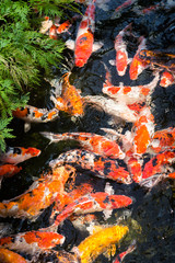 Koi fish in a pond close up