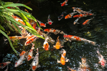 Fototapeta na wymiar Koi fish in a pond on a sunny day