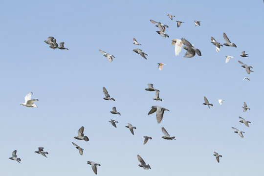 Flock of pigeons flying with blue sky background