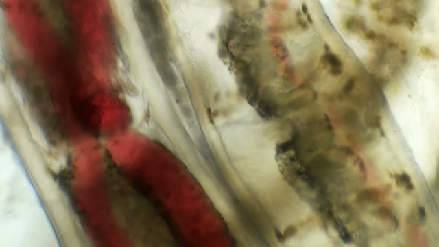 a transparent larva under the microscope, with internal organs, as is an alien organism