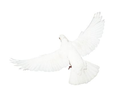White pigeon flying isolated on white background