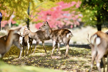 日本の庭園と鹿と紅葉