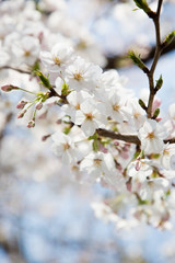 日本の桜・染井吉野/Prunus × yedoensis