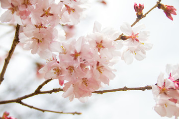 日本の桜・高遠コヒガンザクラ