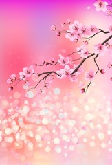 Spring background with cherry blossom in the background