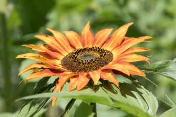 Sonnenblume