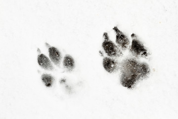 Huellas de perro pastor alemán en la nieve. 