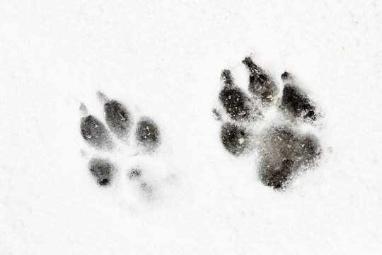 Huellas de perro pastor alemán en la nieve.

