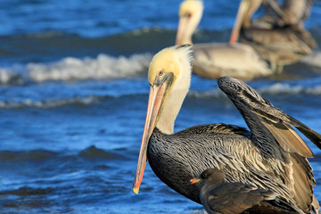 Brown pelican, Pelecanus Occidentalis, Sea Of Cortez, Baja California Mexico