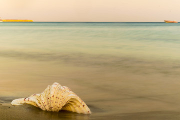 Obraz na płótnie Canvas Seashell against a beautiful background of the sea. 