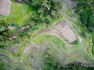 Rice terraces Tegallalang in the north of Bali.