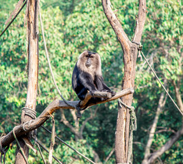 lion tailed macaque