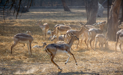 gazelle